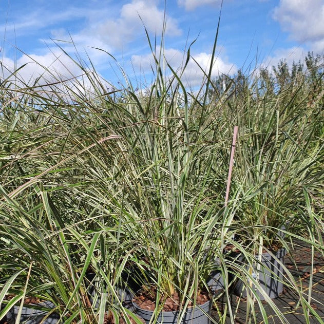 CALAMAGROSTIS a. Overdam - Image 5