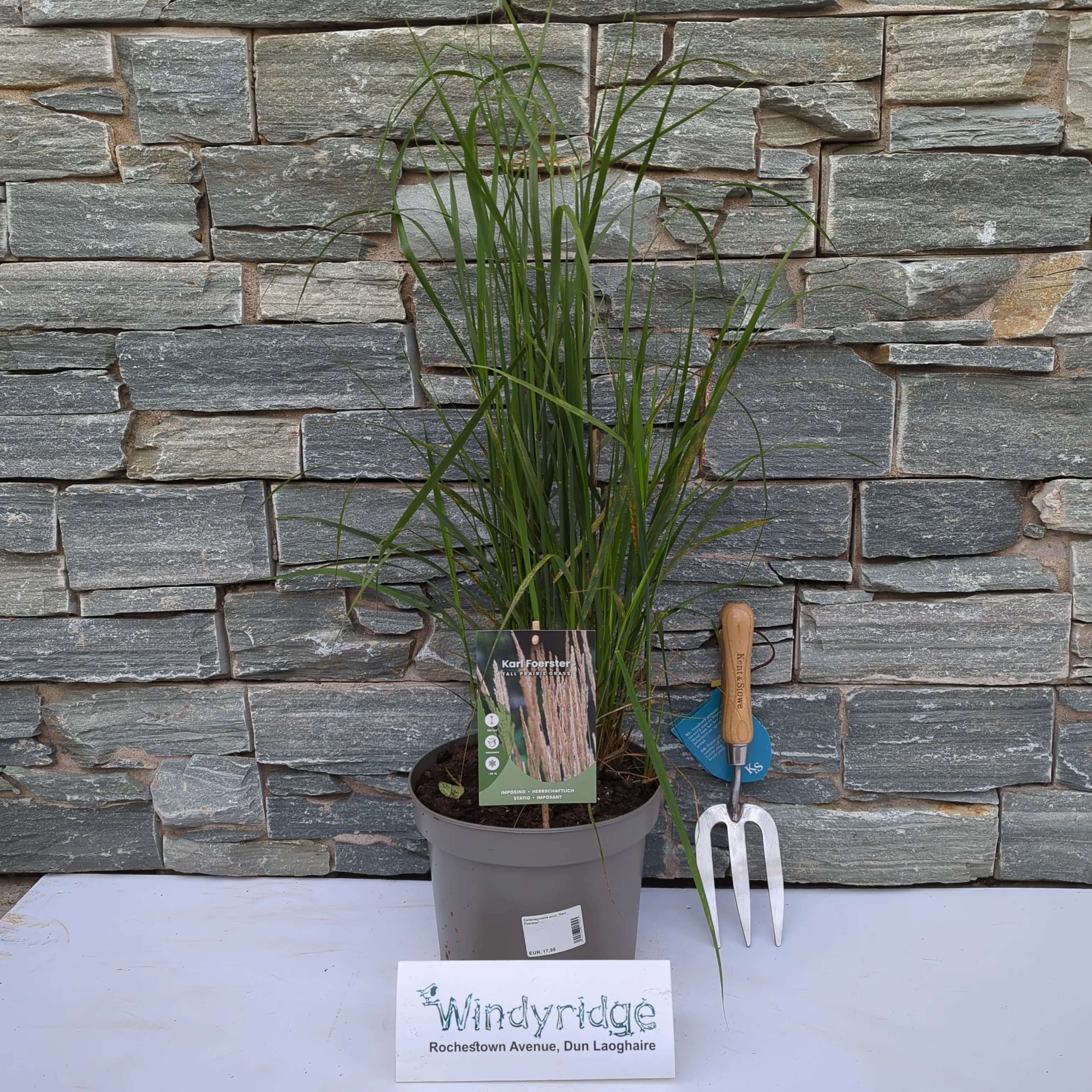 Calamagrostis acut. Karl Foerster - Image 2