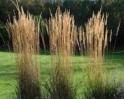 Calamagrostis acut. Karl Foerster - Image 3