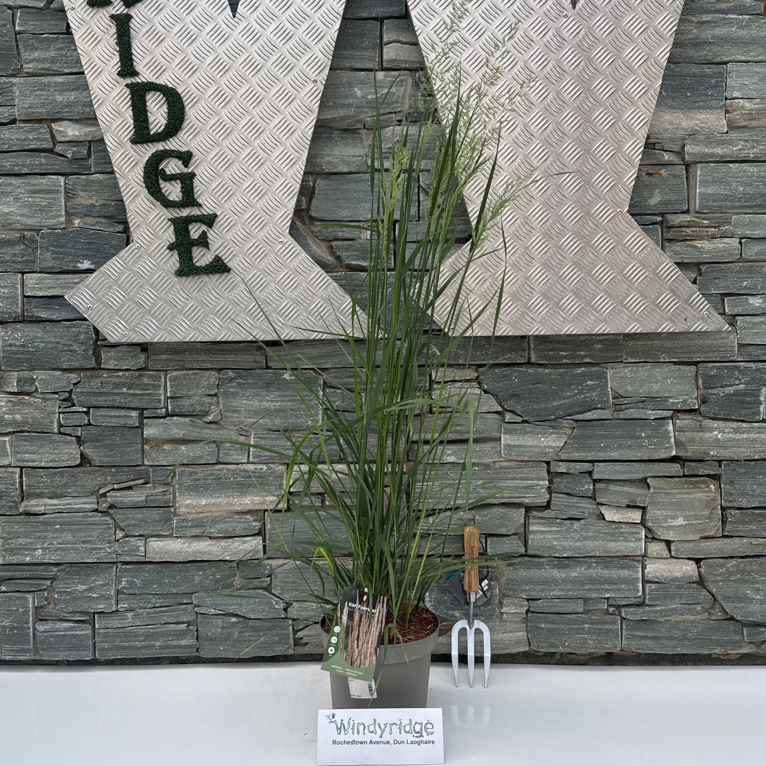 Calamagrostis acut. 'Karl Foerster' 60-80 cm.