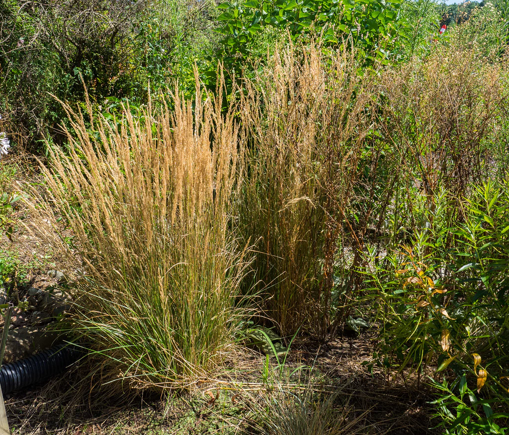 Calamagrostis acut. Overdam - Image 3