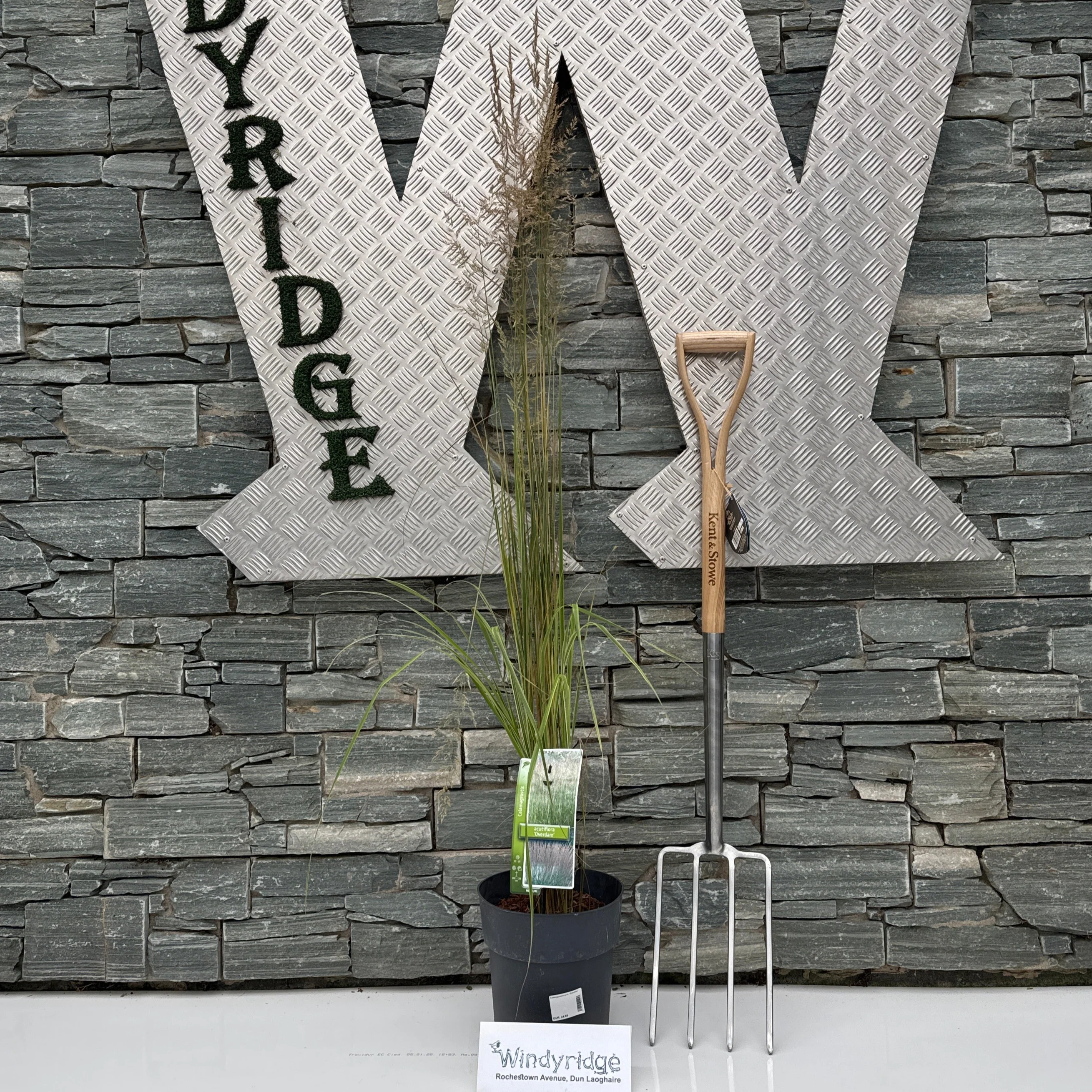 Calamagrostis acut. Overdam - Image 2