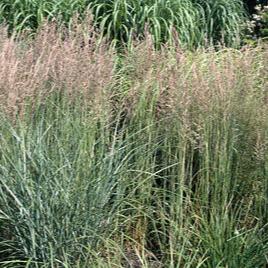 Calamagrostis acut. Overdam - Image 2
