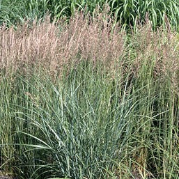 Calamagrostis acutiflora Overdam