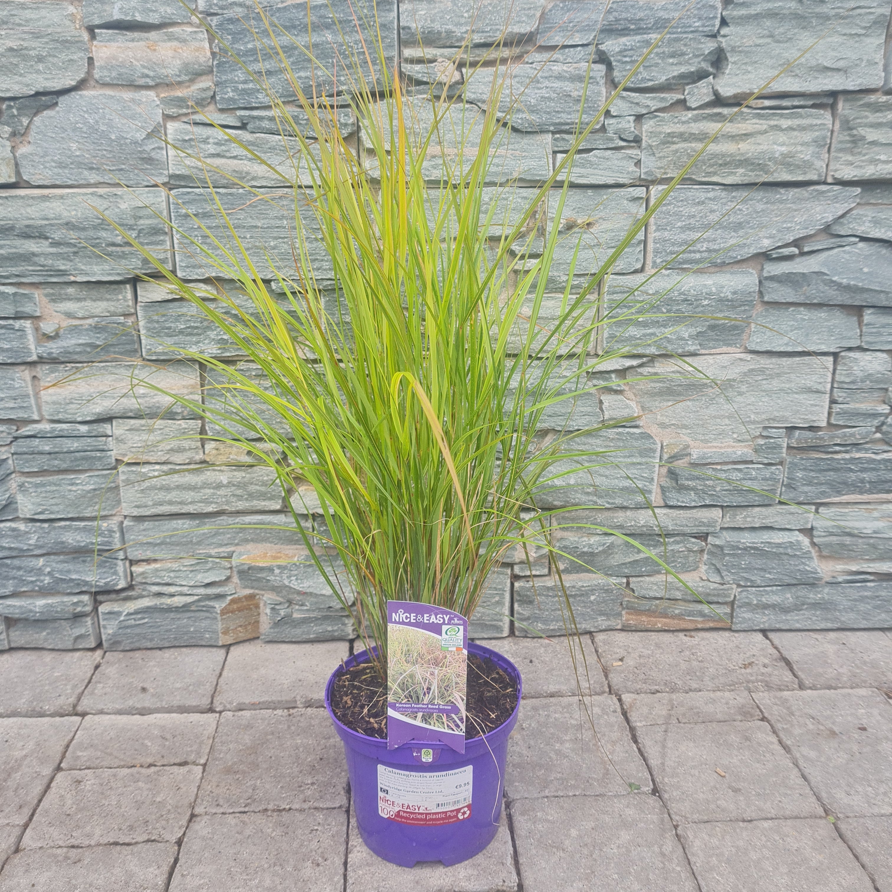 Calamagrostis arundinacea - Image 2
