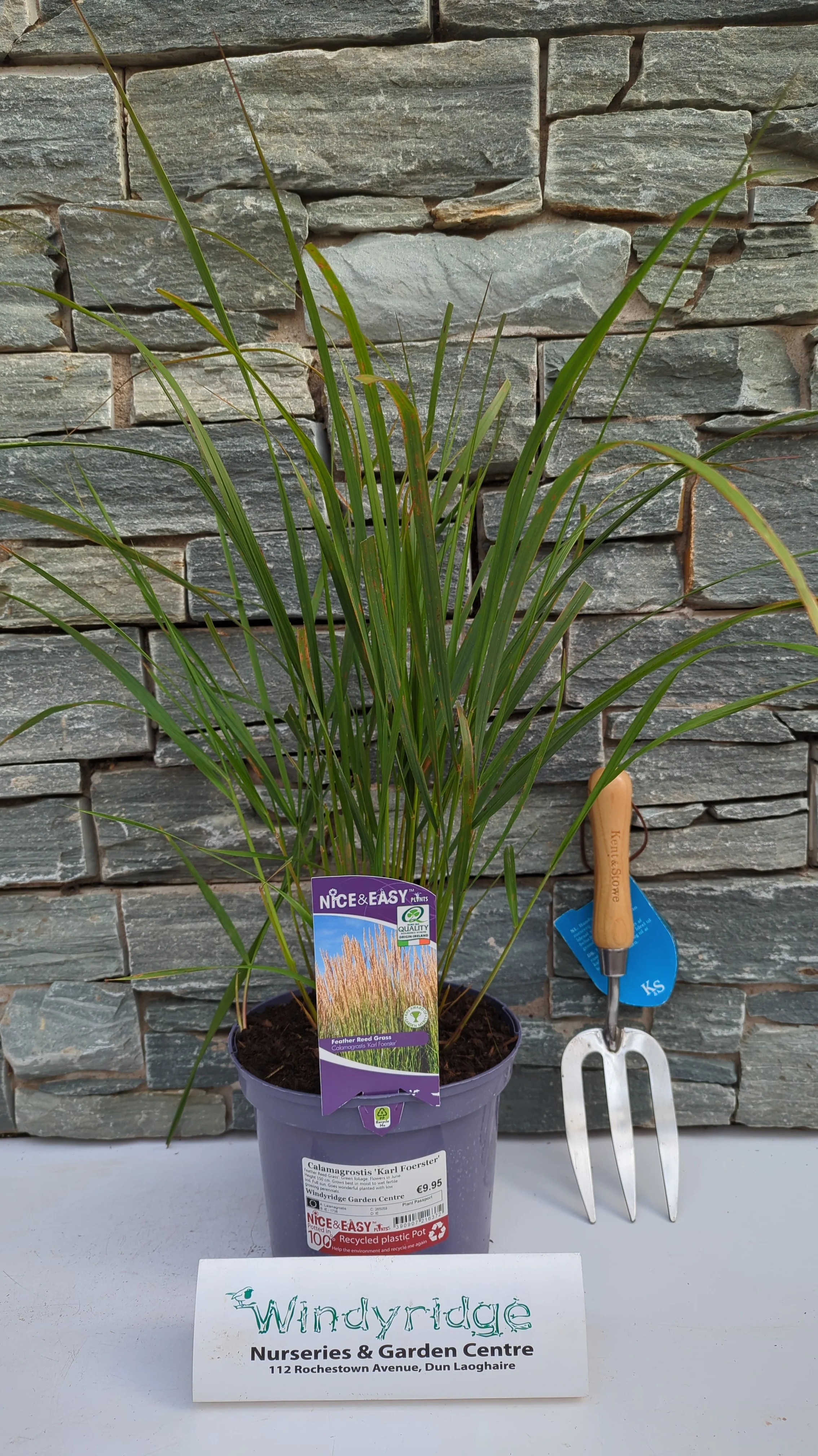 Calamagrostis Karl Foerster - Image 2