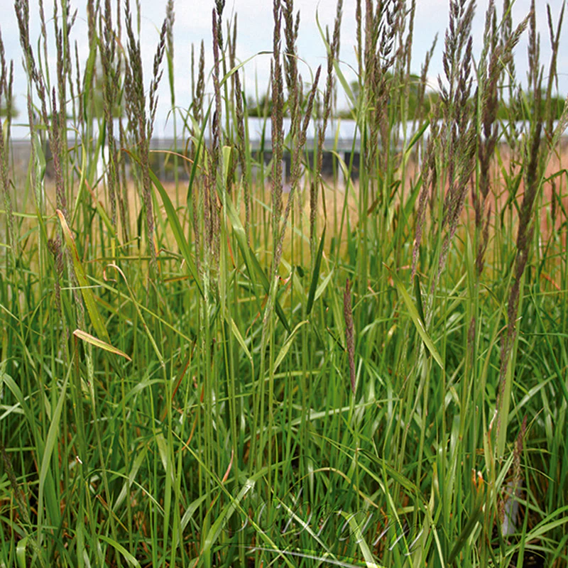 Calamagrostis Karl Foerster - Image 3