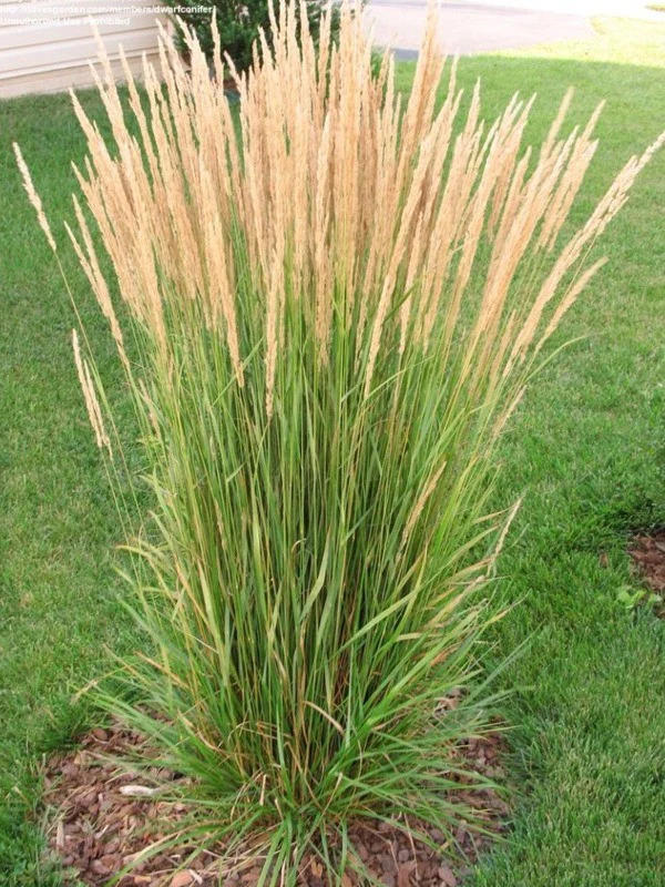 Calamagrostis Karl Foerster