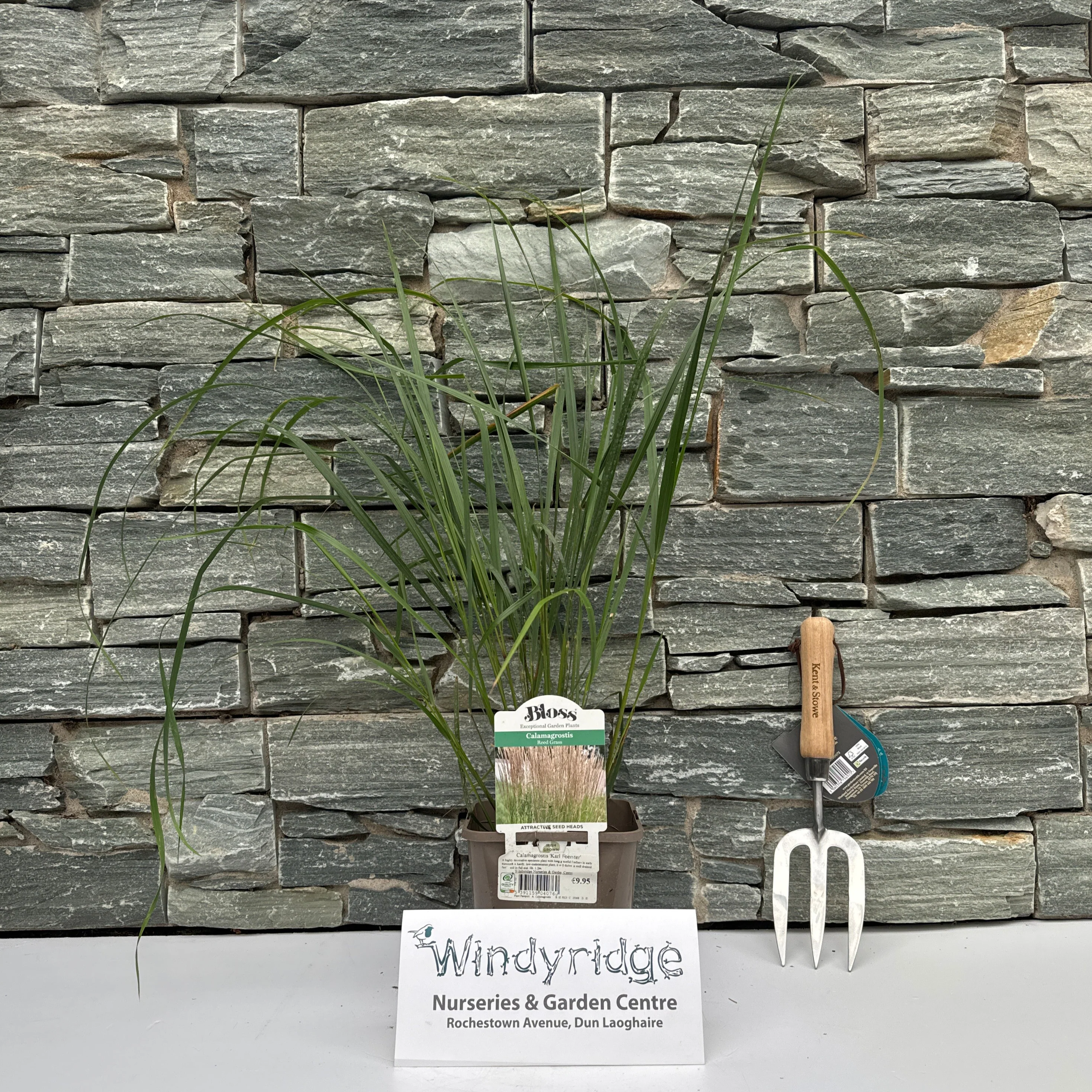 Calamagrostis Karl Foerster 2ltr pot - Image 2
