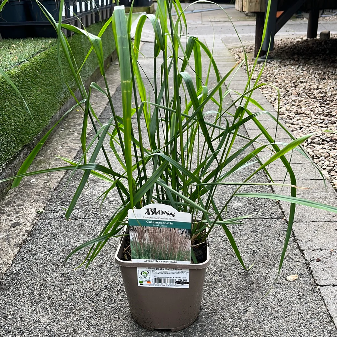 Calamagrostis Karl Foerster 2ltr pot - Image 3