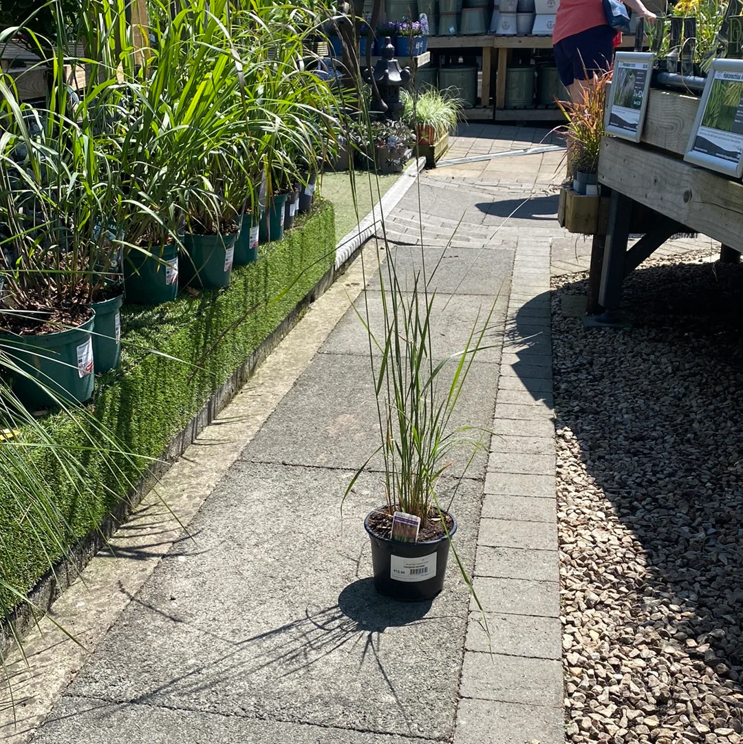 Calamagrostis Karl forester - Image 2