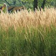 Calamagrostis Karl forester - Image 3