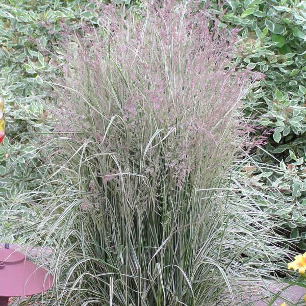 Calamagrostis x acu. Overdam