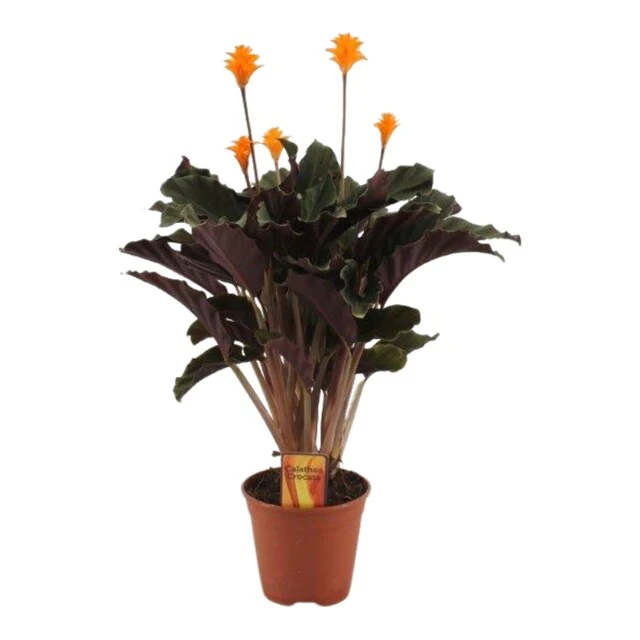 Calathea crocata 5-6 flower