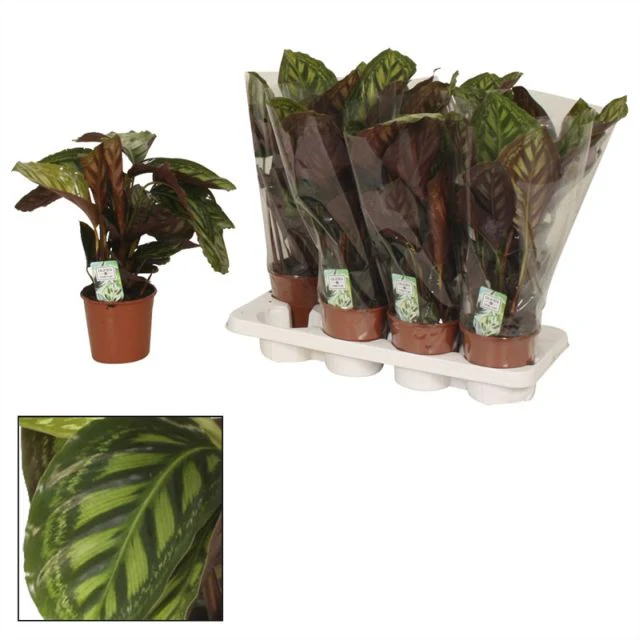 Calathea Flamestar  P14