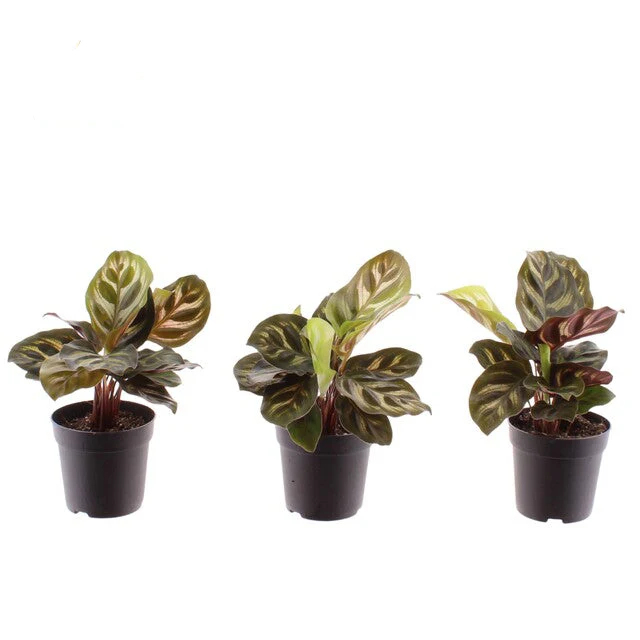 Calathea makoyana decorum