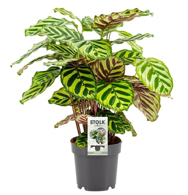Calathea makoyana  P14