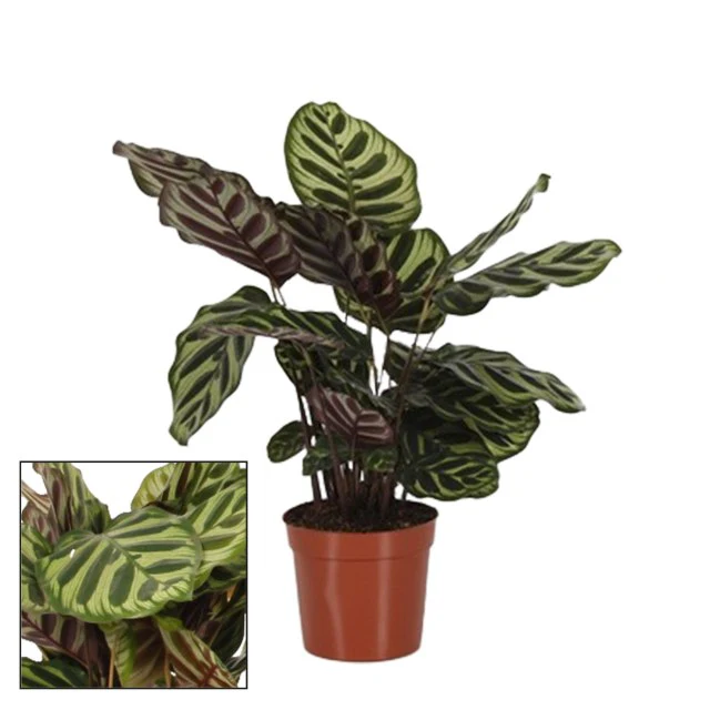 Calathea makoyana  P14 - Image 2