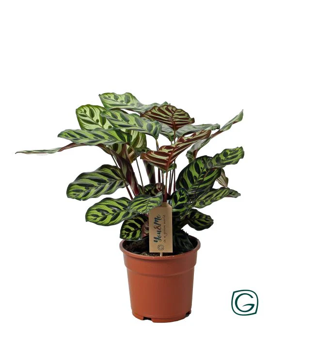 Calathea makoyana P17