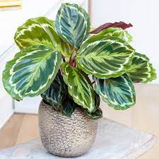 Calathea Medallion  P14 - Image 2