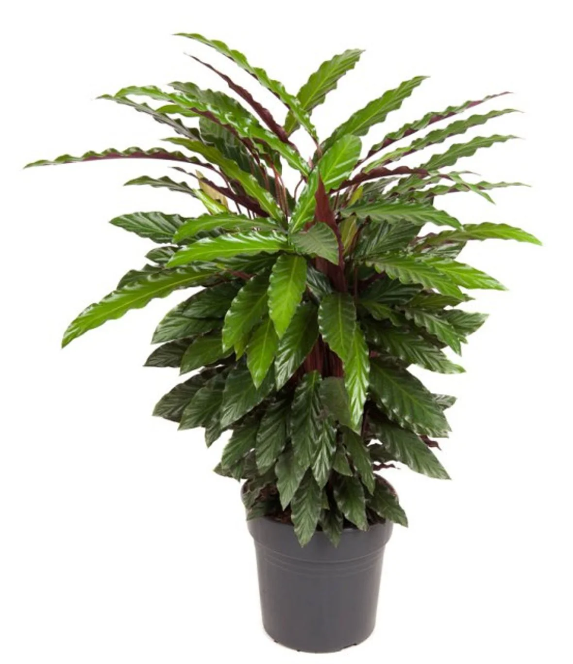 Calathea ruf. Wavestar P27 - Image 2