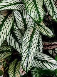 Calathea Whitestar / P19