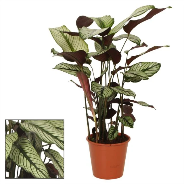 Calathea Whitestar / P19 - Image 2