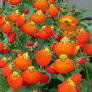 Calceolaria CalynopsisÃ‚Â® Orange - Image 2