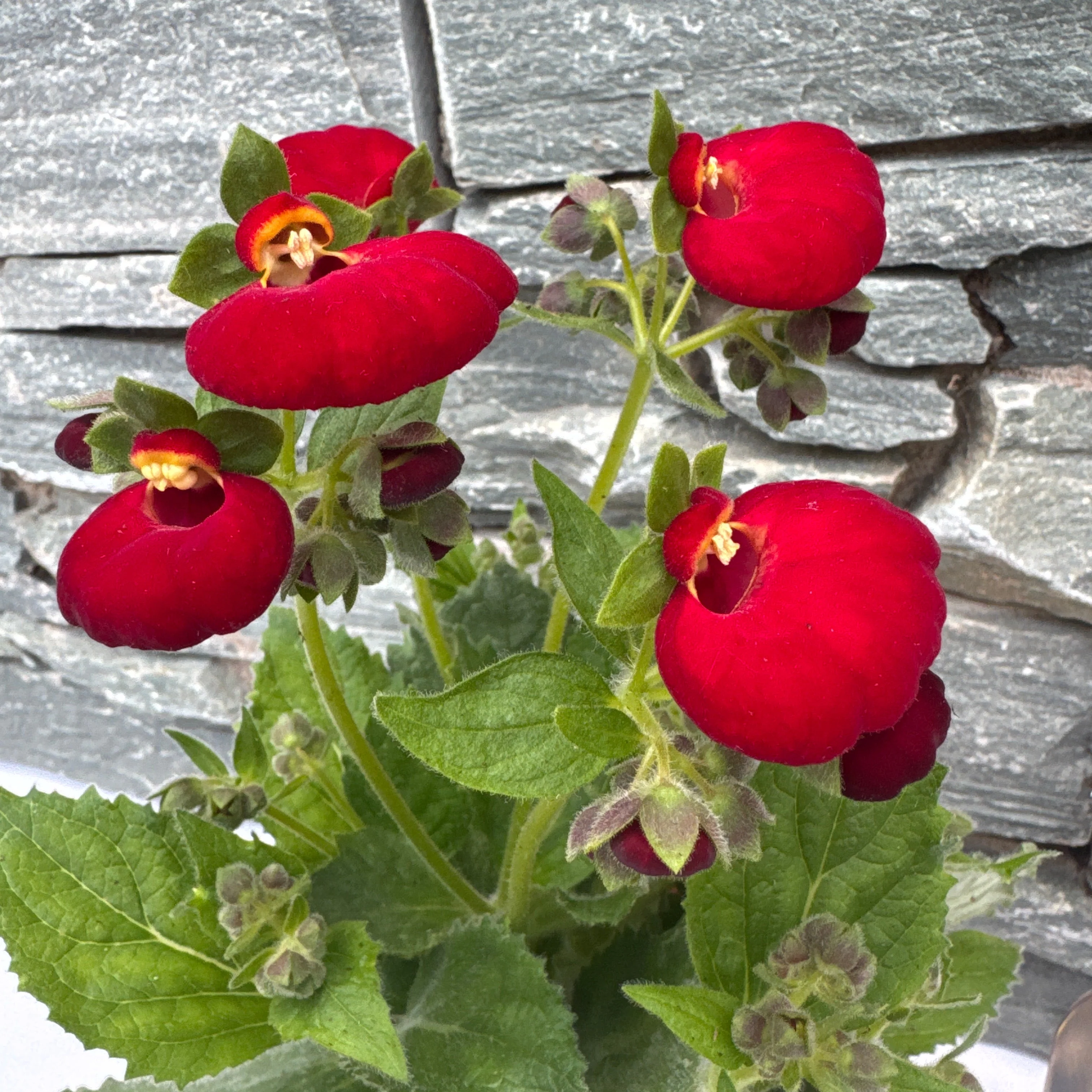Calceolaria Red 2L - Image 3