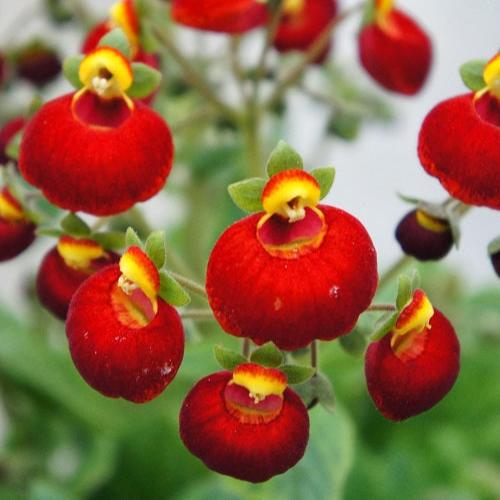 Calceolaria Red 2L - Image 4