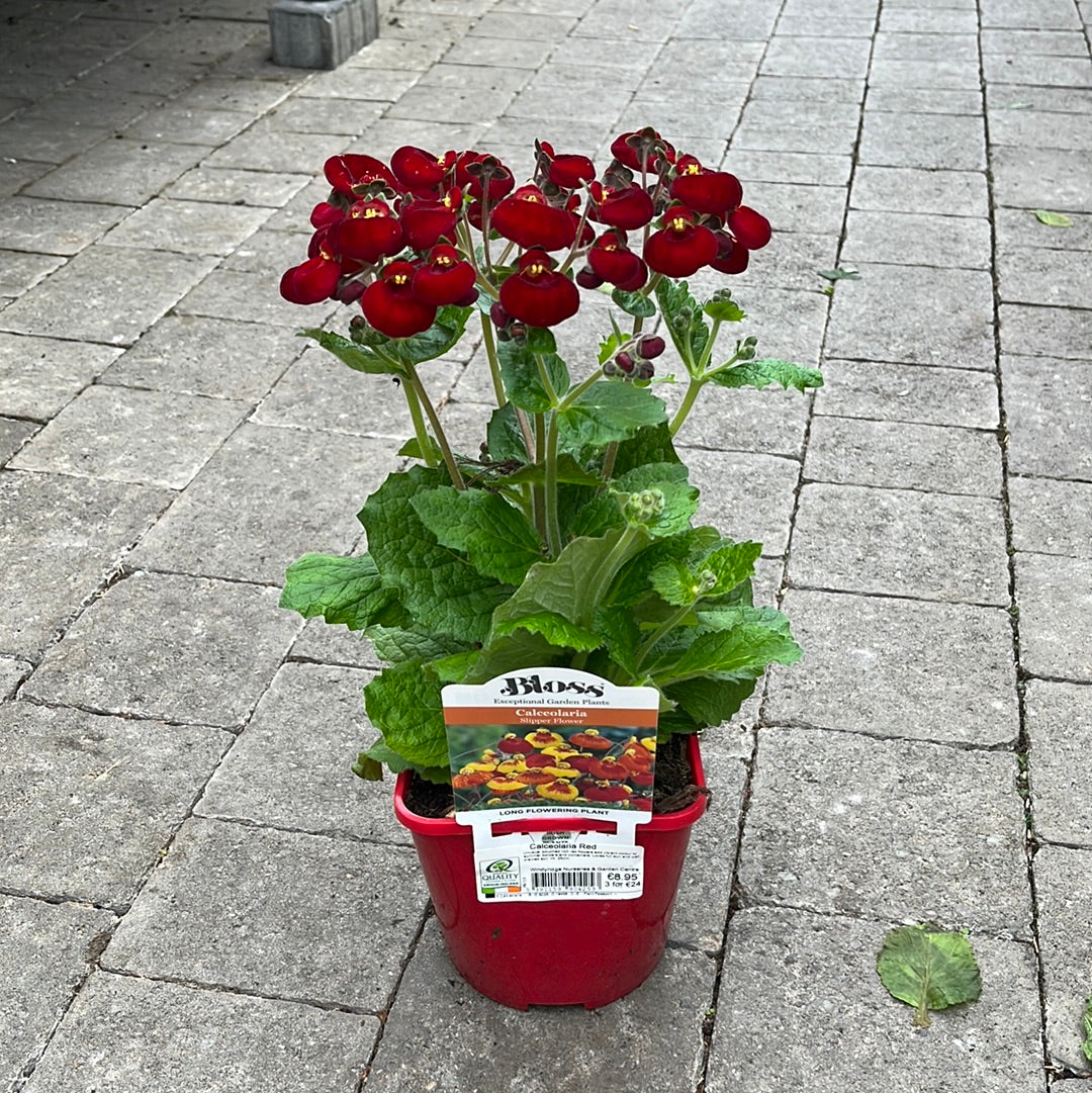 Calceolaria Red 2L - Image 5