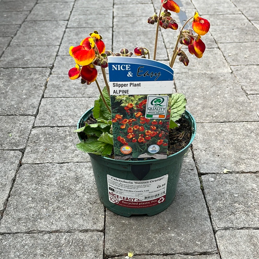 Calceolaria Sunset Orange - Image 3