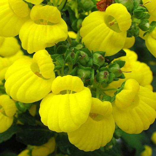 Calceolaria CalynopsisÂ® Yellow - Image 2