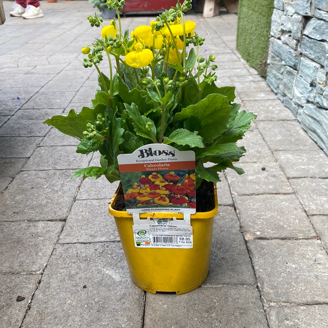 Calceolaria CalynopsisÂ® Yellow - Image 3