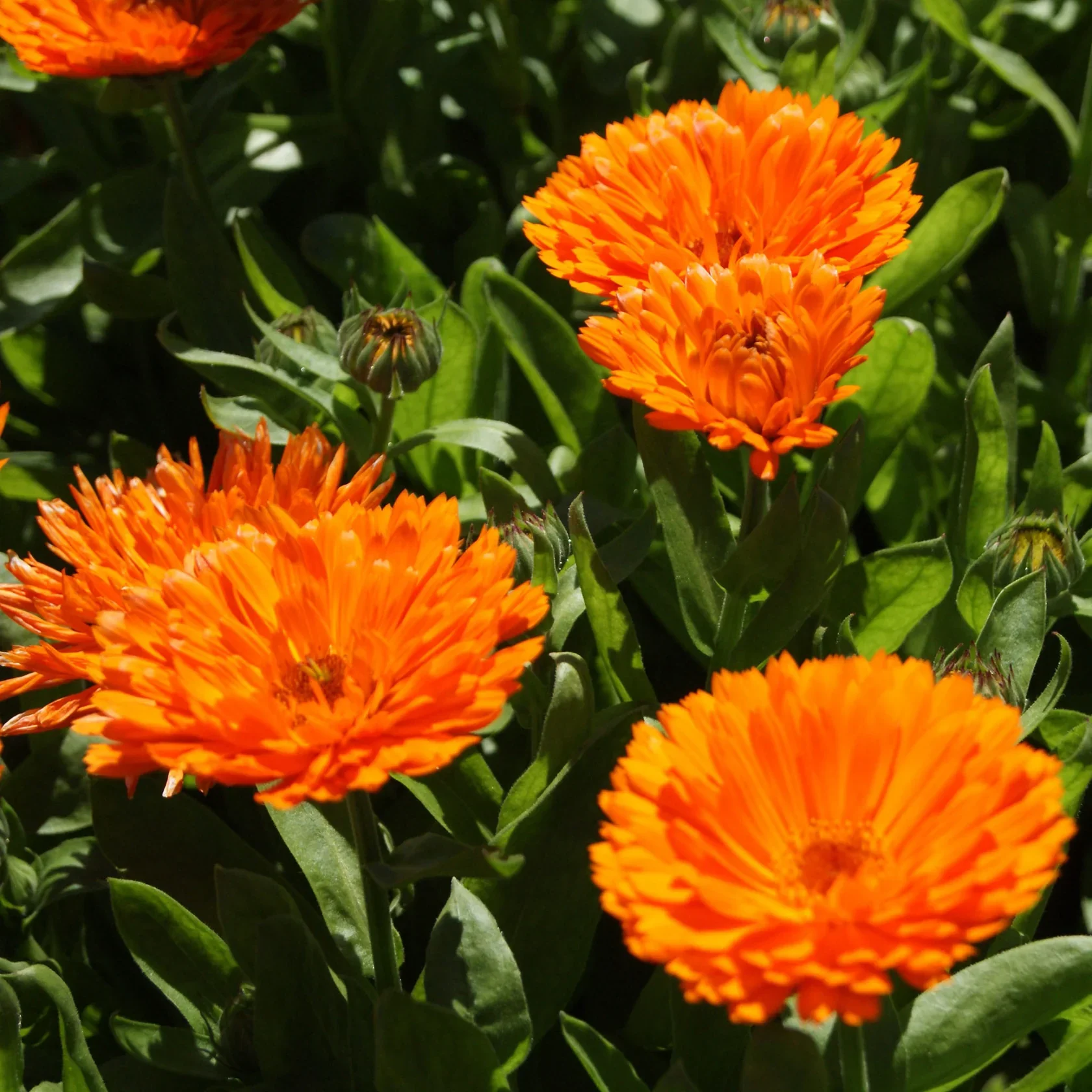 Calendula Candyman Orange - Image 3