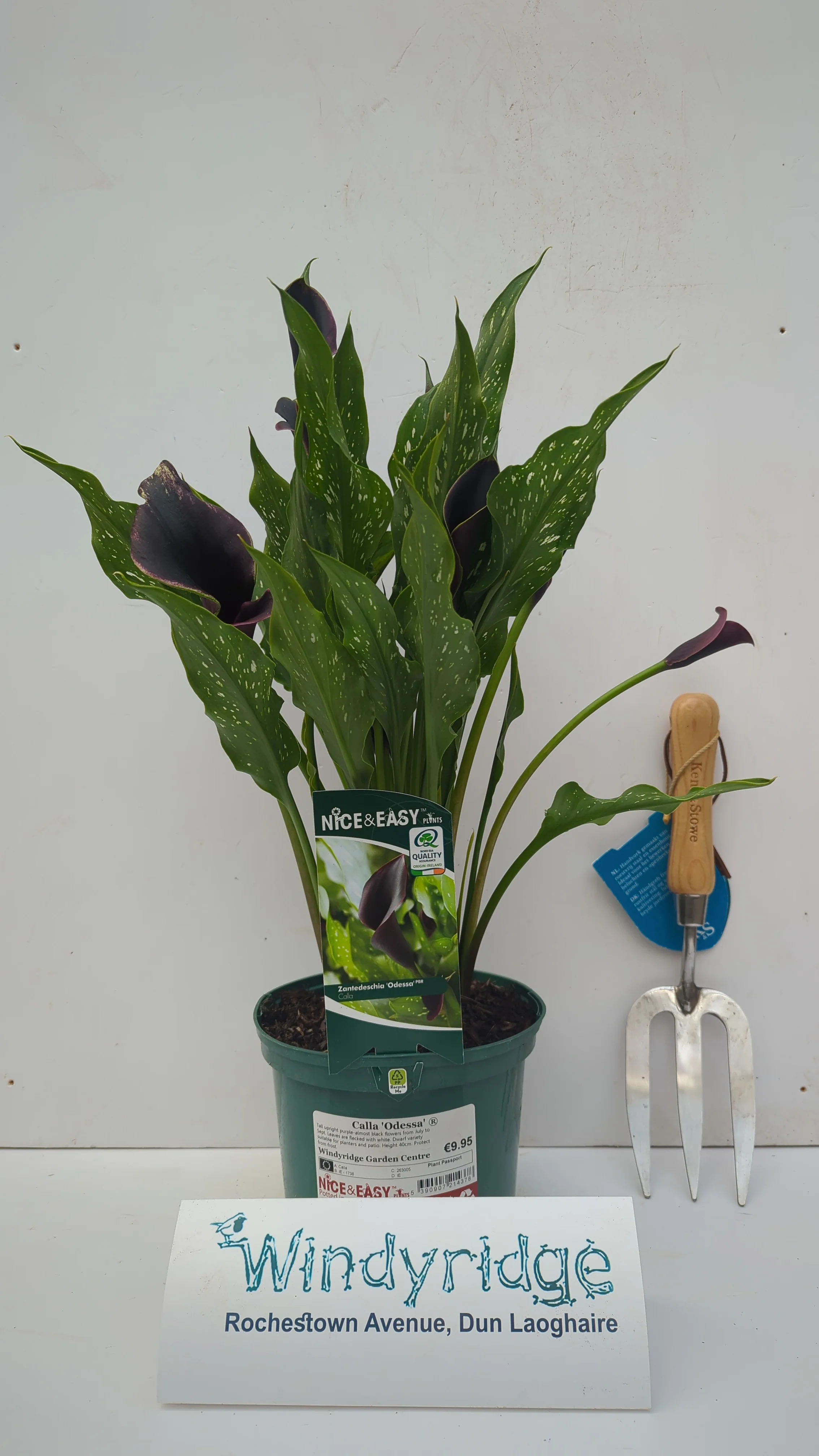 Calla Odessa - Image 3