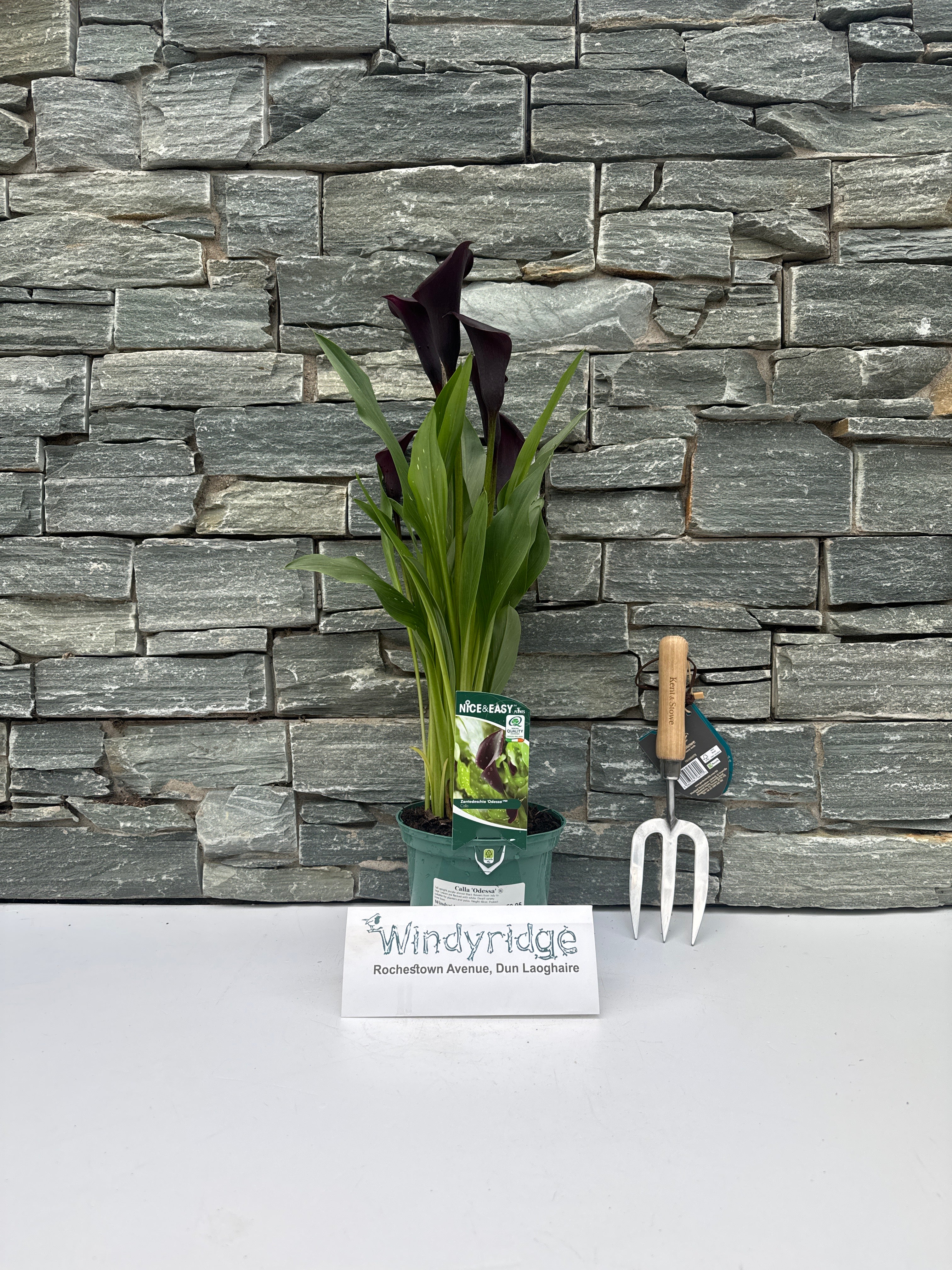 Calla Odessa - Image 4