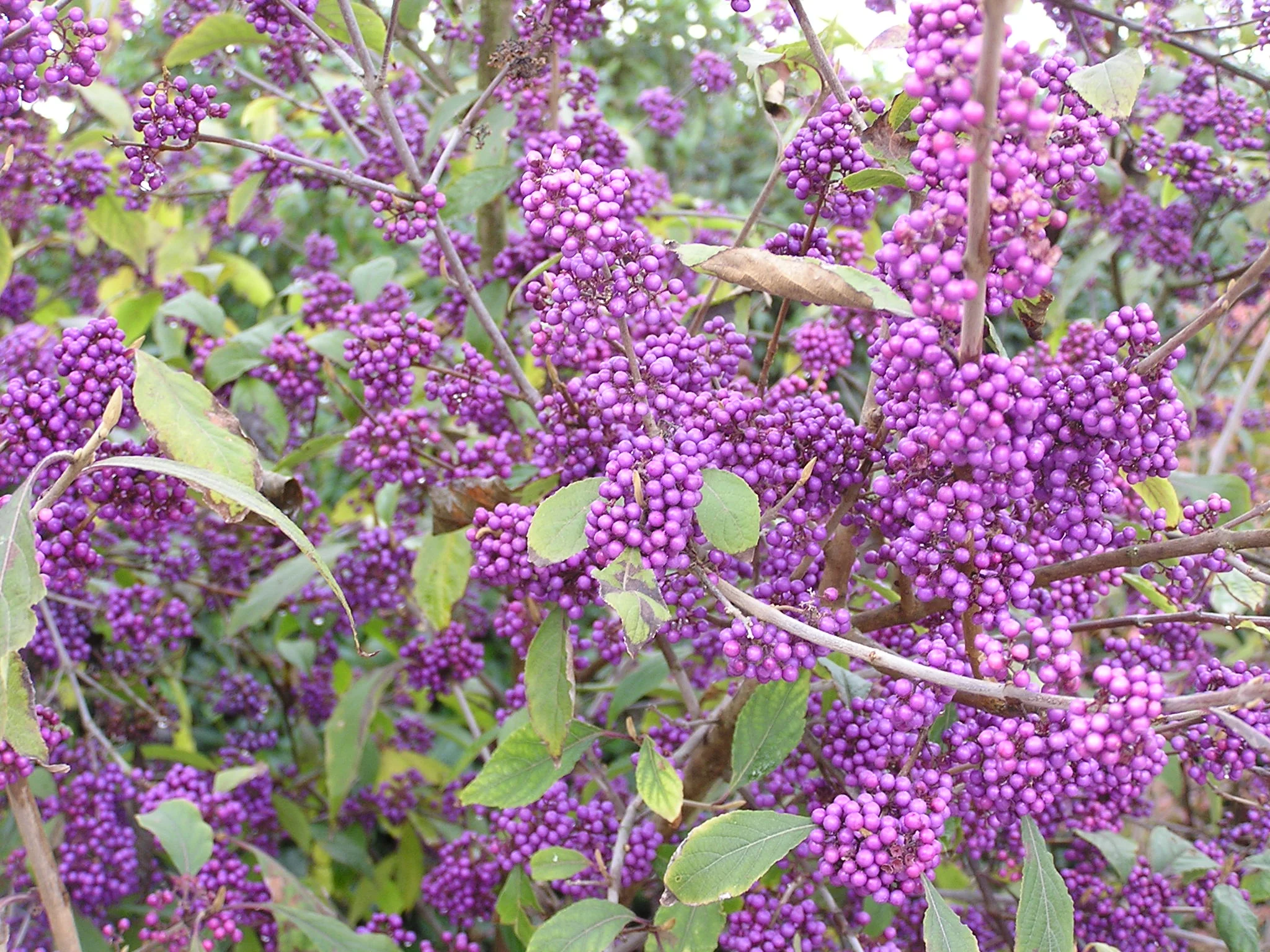 Callicarpa bod. Profusion - Image 3