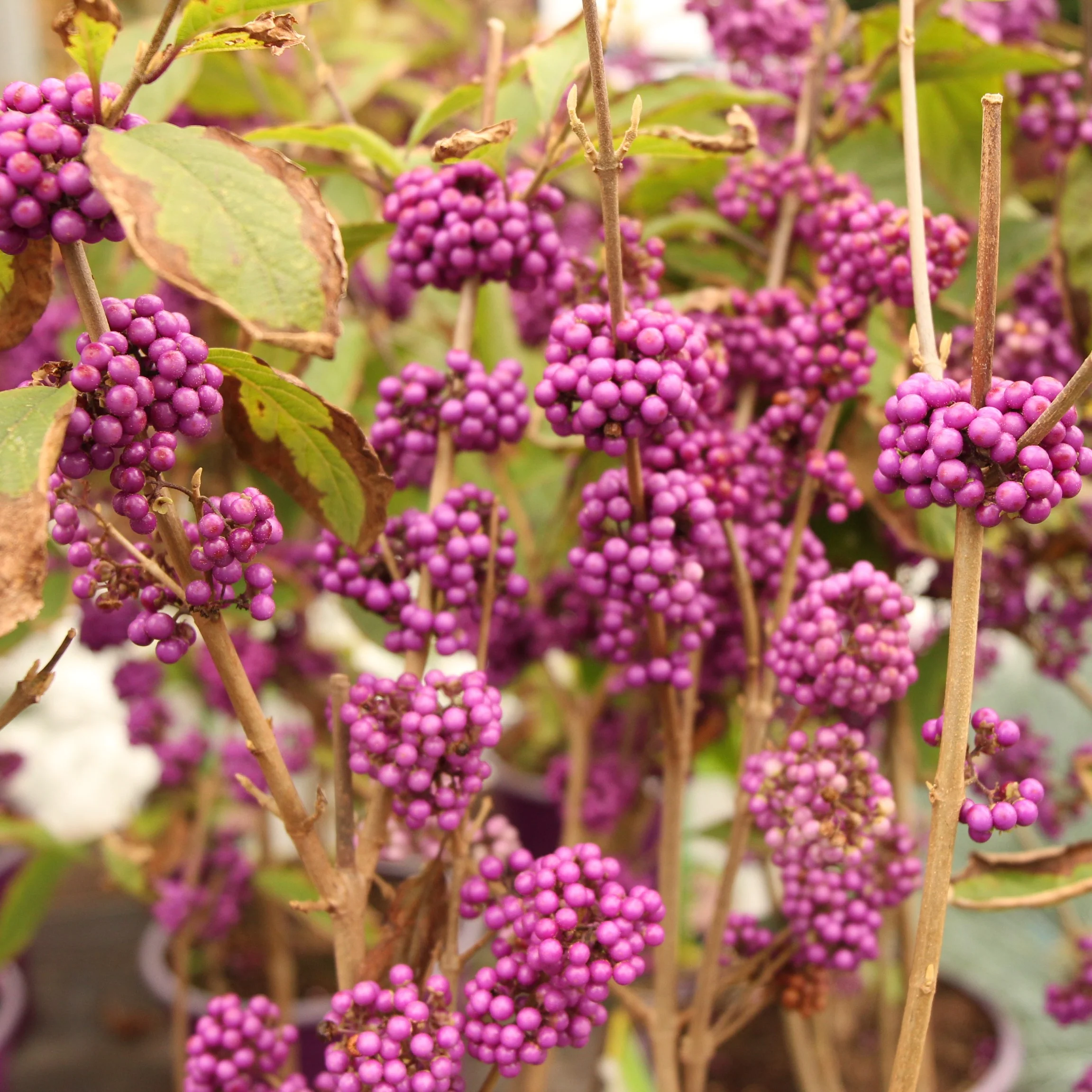Callicarpa Profusion