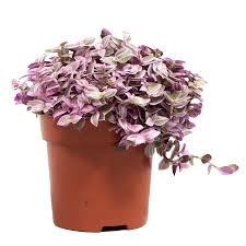 Callisia repens Rosato - Image 2