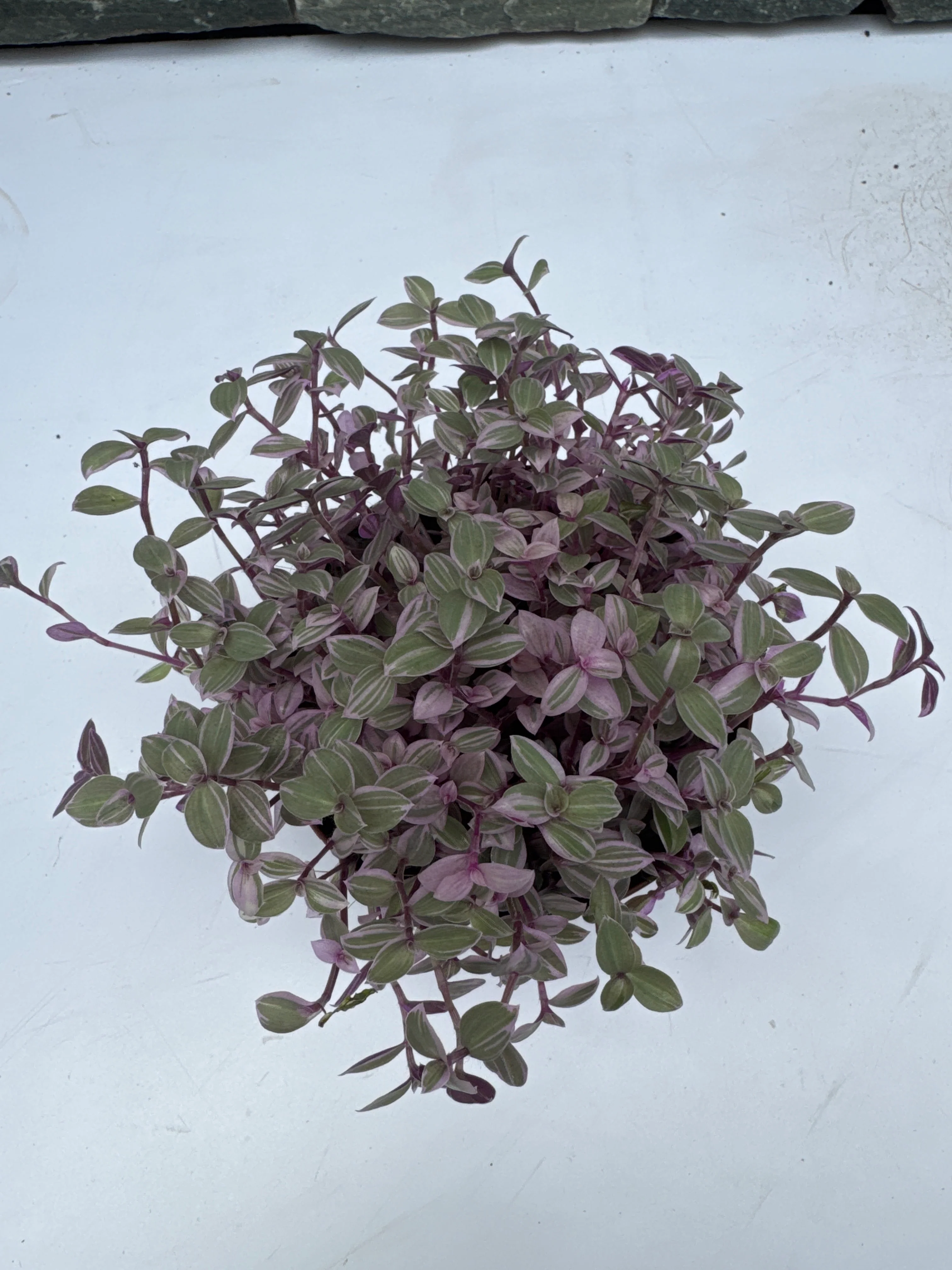 Callisia repens Rosato - Image 3