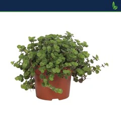 Callisia repens 'Turtle' .