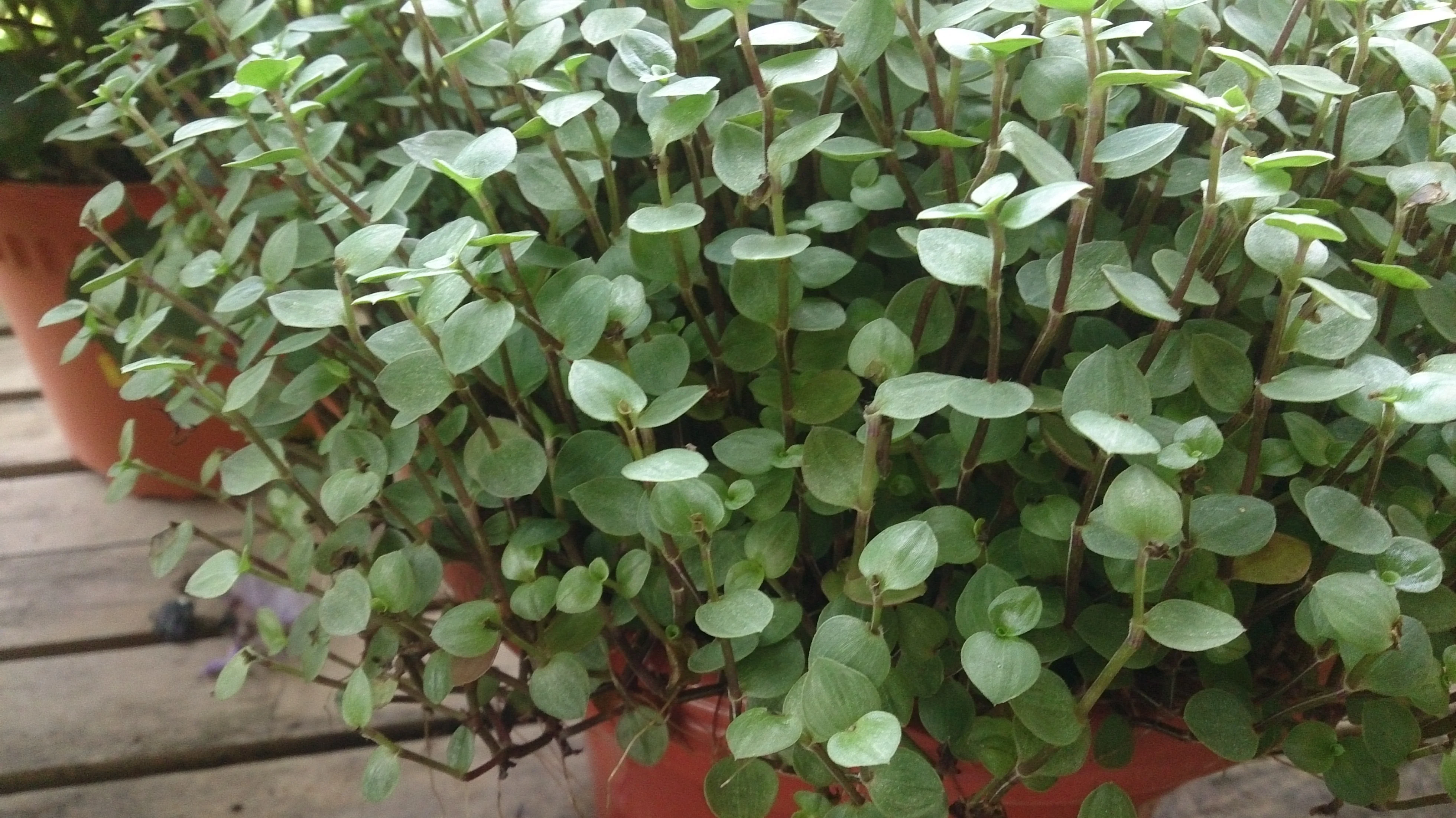 Callisia Turtle  6 cm pot (Turtle Vine) - Image 2