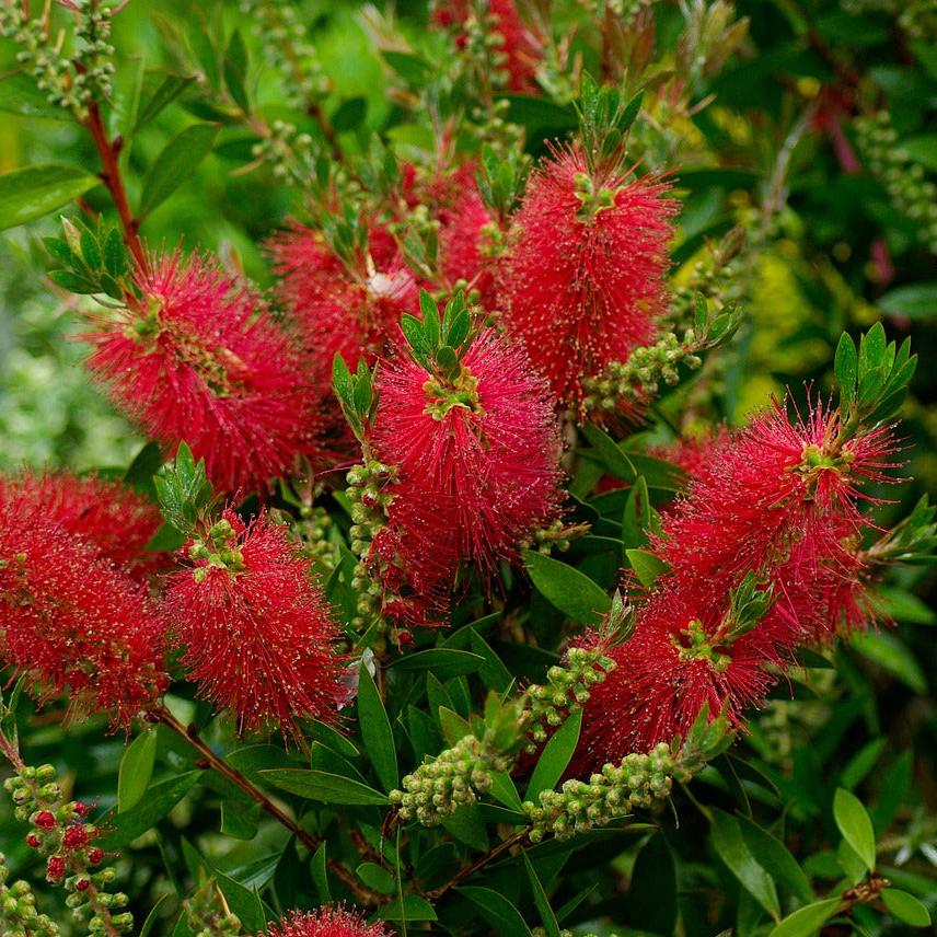 Callistemon citr.  Splendens - Image 2