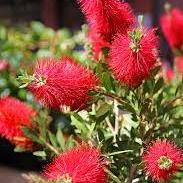 Callistemon citrinus Splendens  P22, stem - Image 2