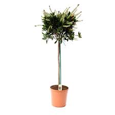 Callistemon citrinus Splendens  P22, stem - Image 3