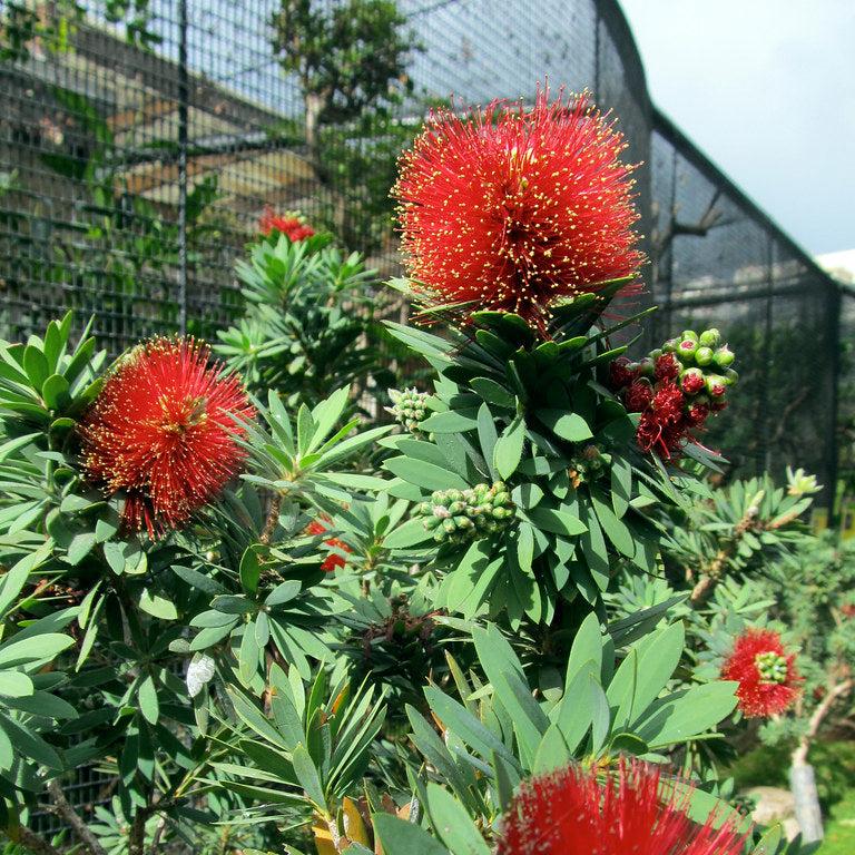 CALLISTEMON RIGIDUS - Image 2