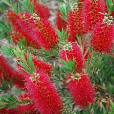 Callistemon Splendens - Image 2