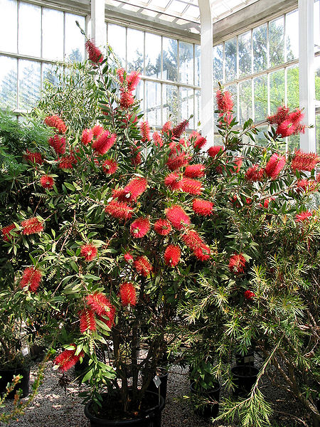 Callistemon Splendens - Image 4