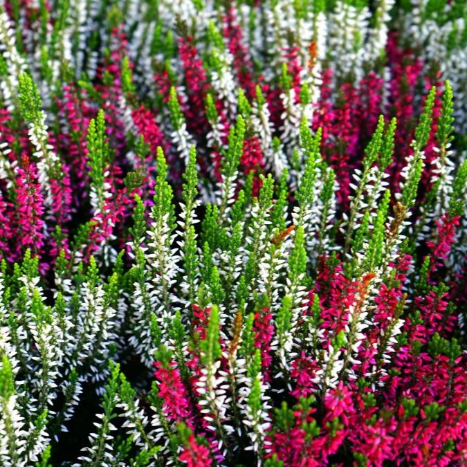 Calluna v. B.Ladies Mosaica  P27 - Image 2